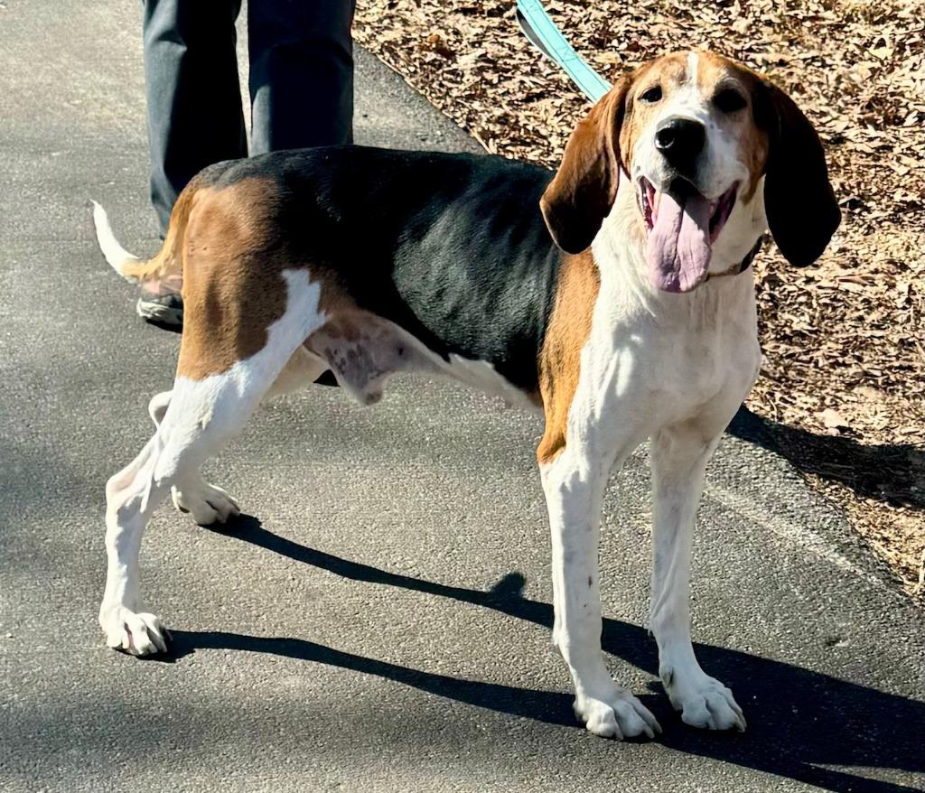 Enlarge Bo, a Adoptable Treeing Walker Coonhound in Sunrise Beach, MO image 4/6