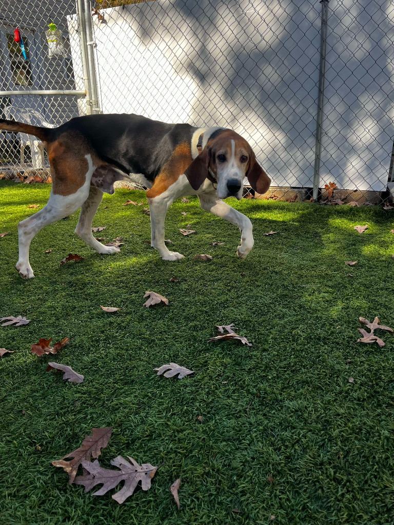 Enlarge Bo, a Adoptable Treeing Walker Coonhound in Sunrise Beach, MO image 2/6