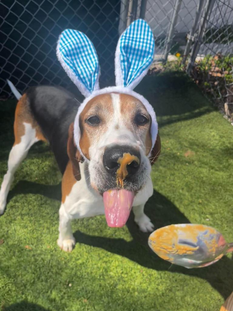 Enlarge Bo, a Adoptable Treeing Walker Coonhound in Sunrise Beach, MO image 3/6