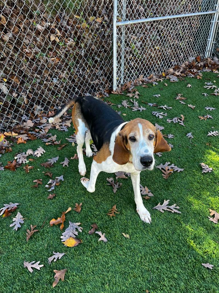 Enlarge Bo, a Adoptable Treeing Walker Coonhound in Sunrise Beach, MO image 4/6