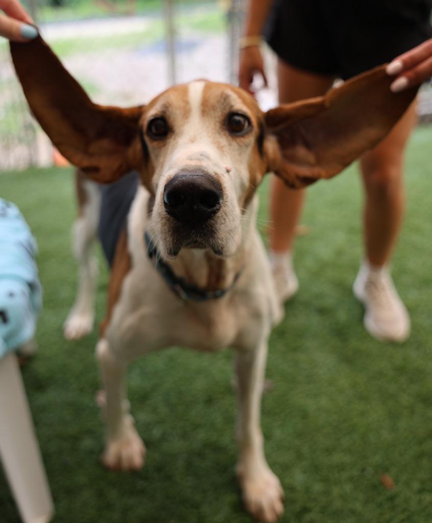 Enlarge Bo, a Adoptable Treeing Walker Coonhound in Sunrise Beach, MO image 5/6