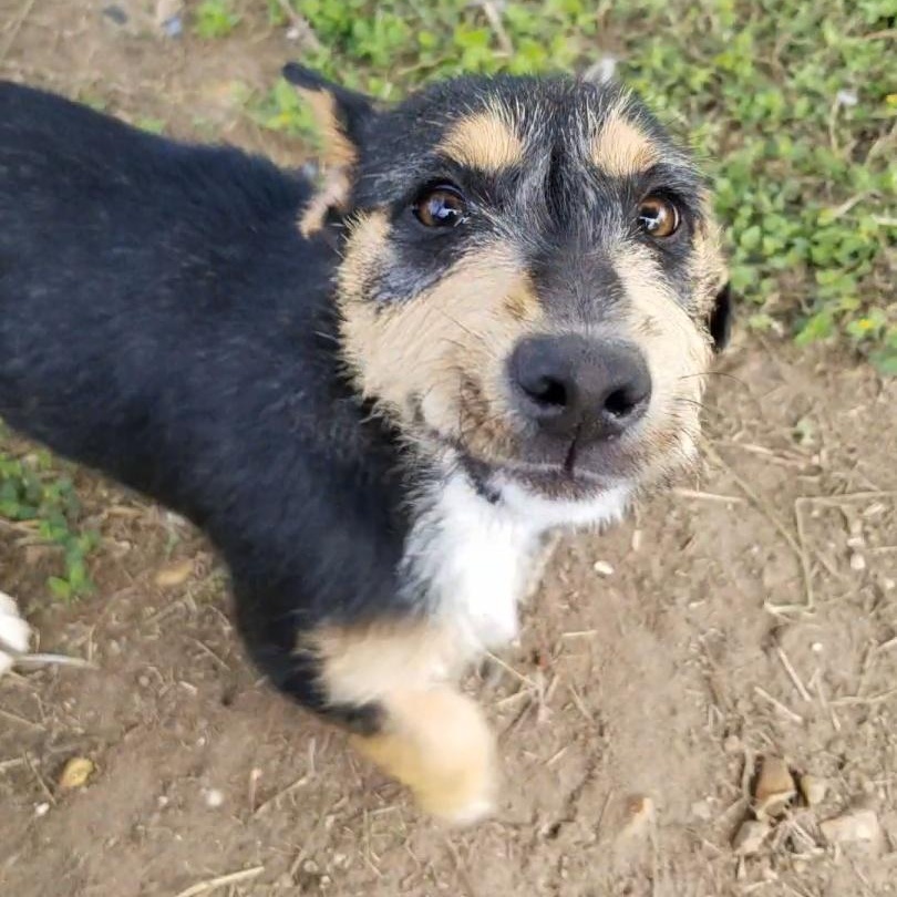 Enlarge Taylor, a Adoptable mixed breed in Aransas Pass, TX image 1/5