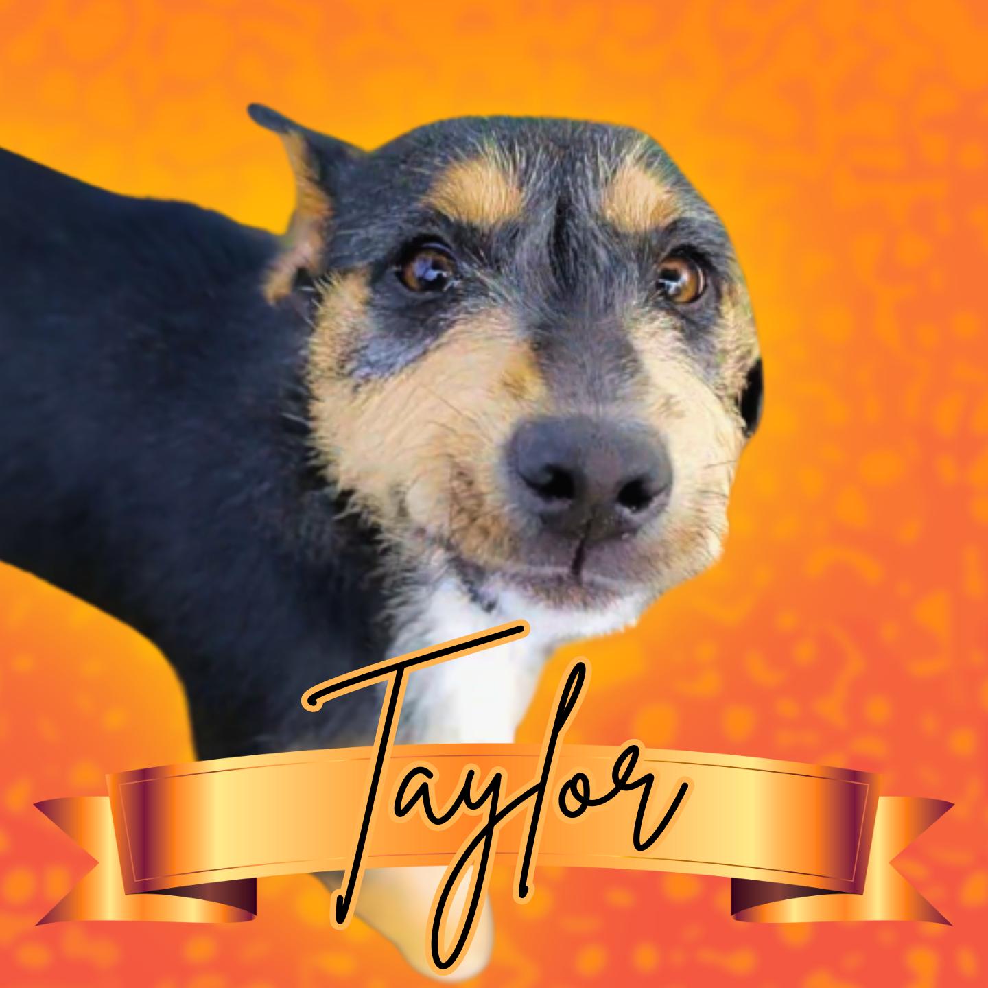 Enlarge Taylor, a Adoptable mixed breed in Aransas Pass, TX image 2/5