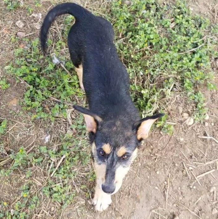 Enlarge Taylor, a Adoptable mixed breed in Aransas Pass, TX image 3/5