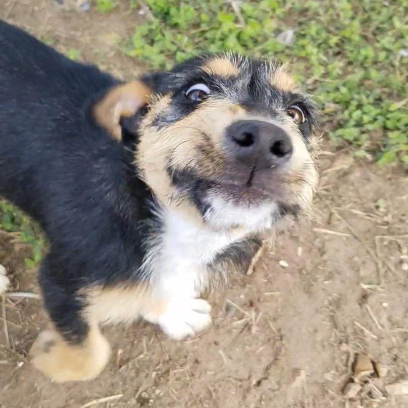 Enlarge Taylor, a Adoptable mixed breed in Aransas Pass, TX image 5/5