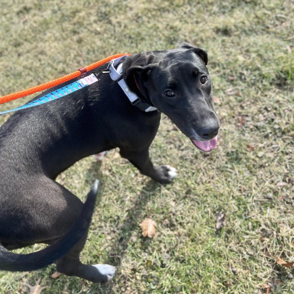 Enlarge Savannah Banana, a Adoptable mixed breed in New York, NY image 4/6