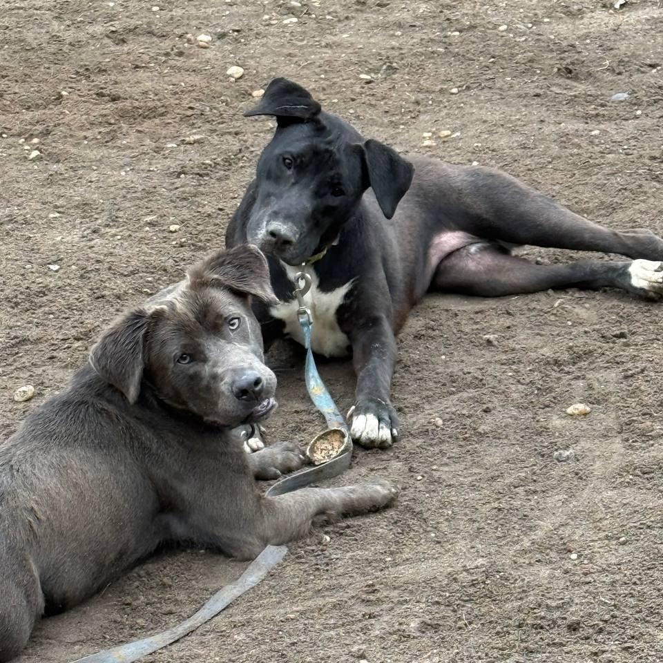 Enlarge Savannah Banana, a Adoptable mixed breed in New York, NY image 5/6