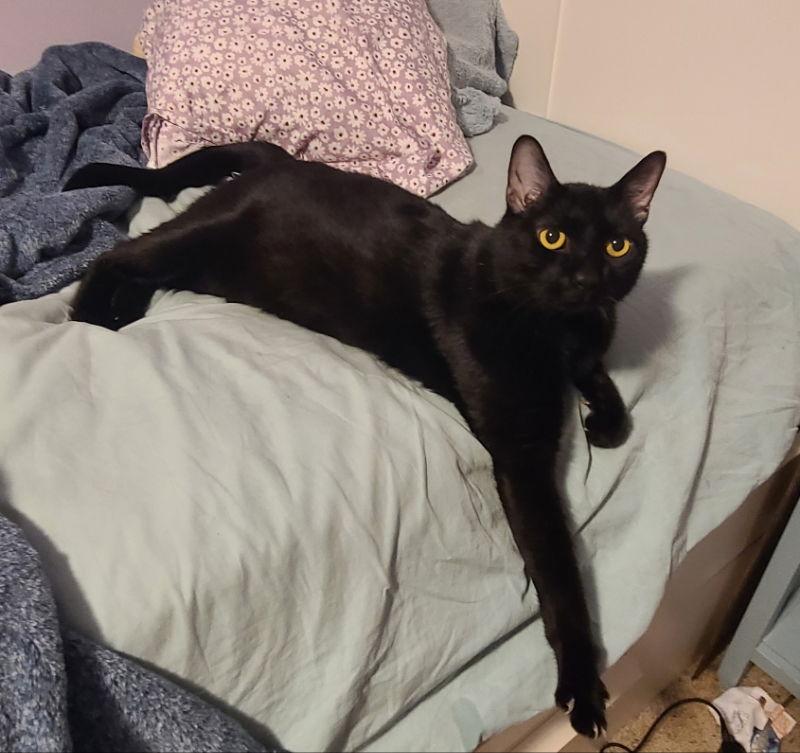 Leroy, Adoptable, Young Male Domestic Short Hair.