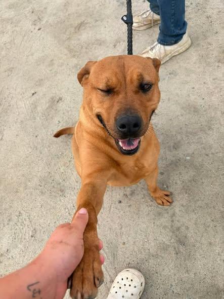 Enlarge Bianca, a ADOPTABLE mixed breed in Mullins, SC image 2/4