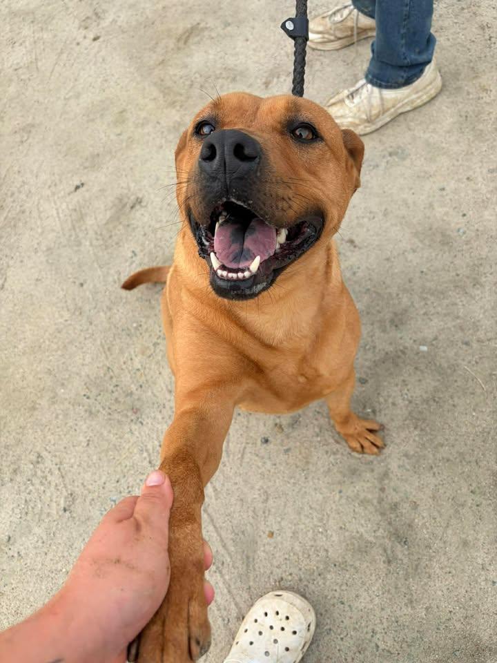 Bianca, ADOPTABLE, Adult Female Mixed Breed.