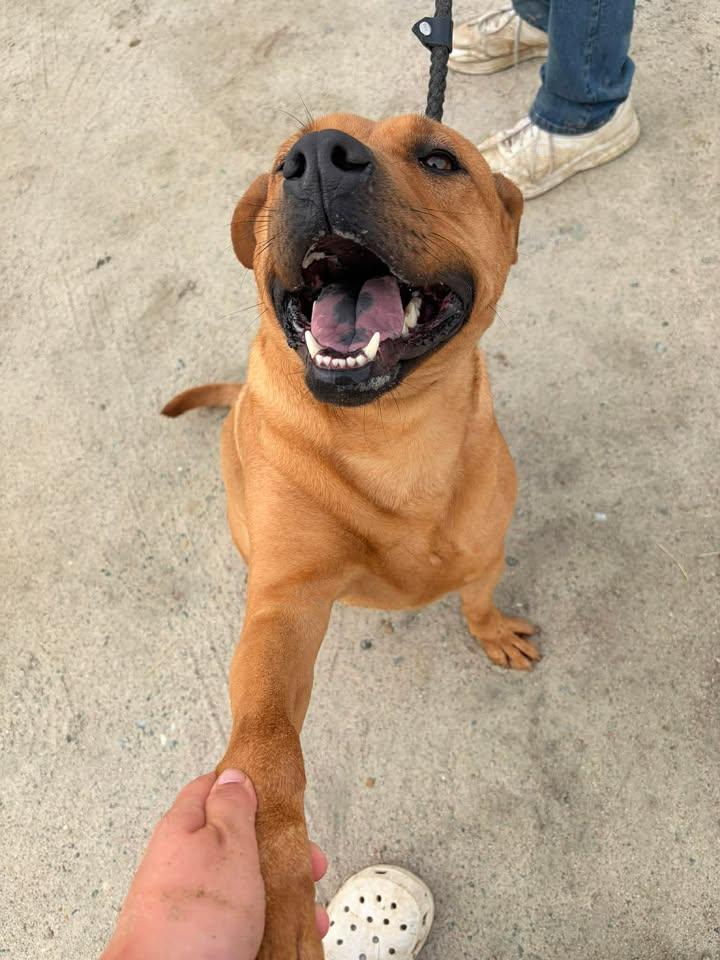 Enlarge Bianca, a ADOPTABLE mixed breed in Mullins, SC image 3/4