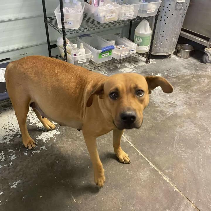 Enlarge Bianca, a ADOPTABLE mixed breed in Mullins, SC image 4/4