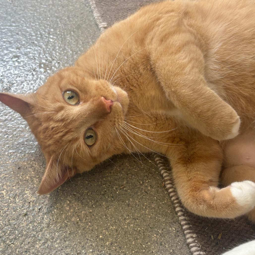 King, Adoptable, Adult Male Domestic Short Hair.