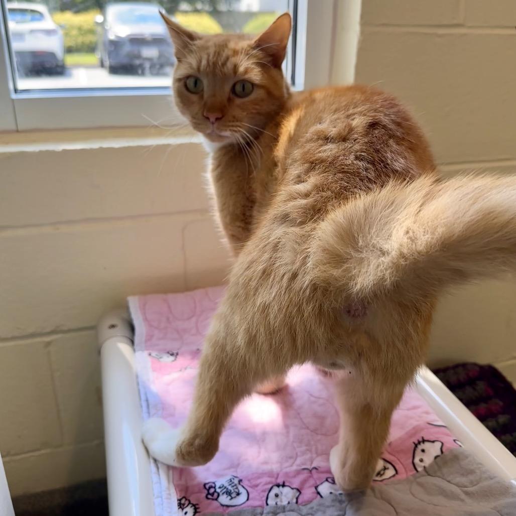 Enlarge King, a Adoptable Domestic Short Hair in Chesapeake, VA image 2/4
