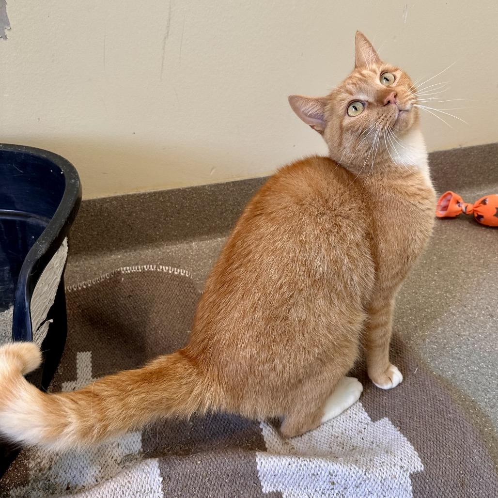 Enlarge King, a Adoptable Domestic Short Hair in Chesapeake, VA image 3/4