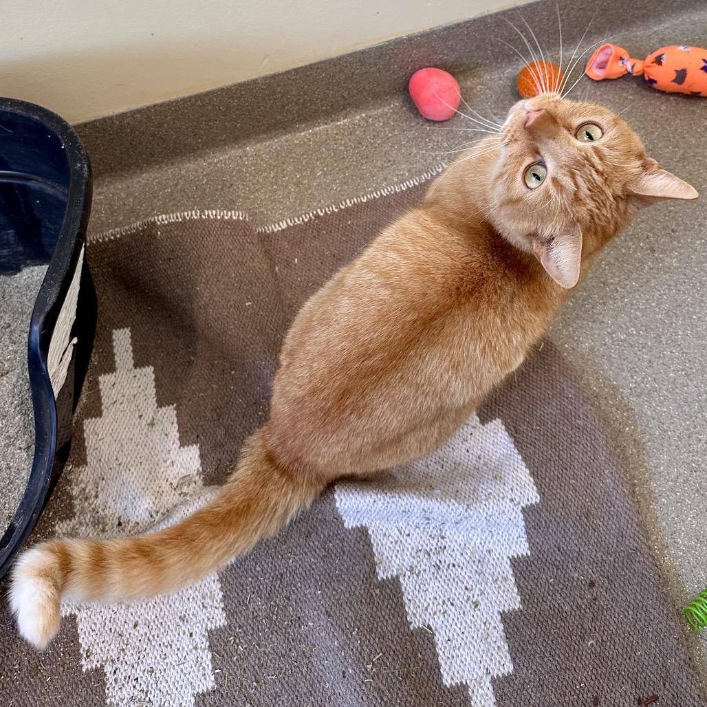Enlarge King, a Adoptable Domestic Short Hair in Chesapeake, VA image 4/4