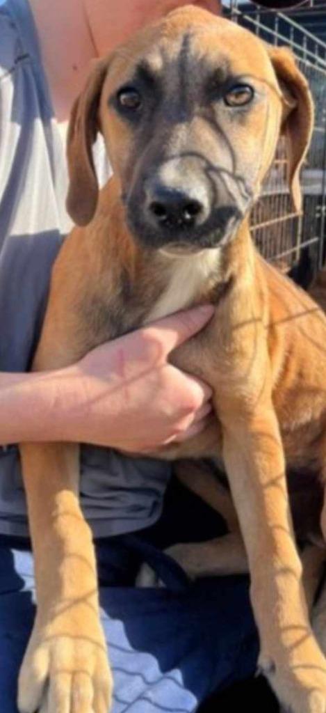 Anne, Adoptable, Adult Female Mountain Cur & Terrier.
