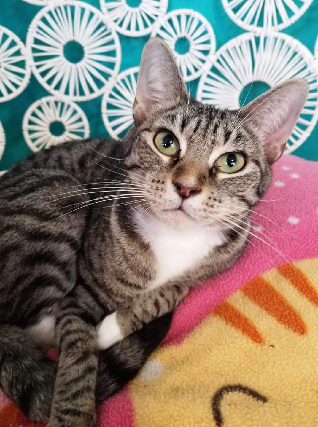 Enlarge Noel, a Adoptable American Shorthair in Naples, FL image 1/3