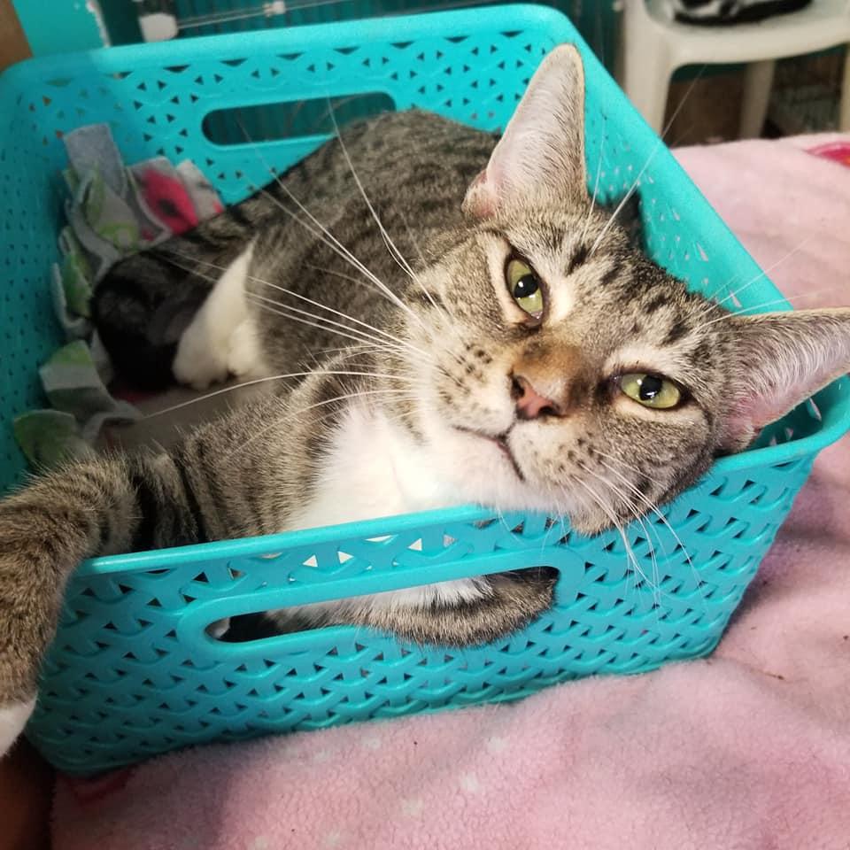 Enlarge Noel, a Adoptable American Shorthair in Naples, FL image 3/3