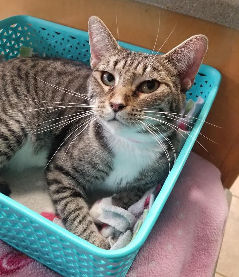 Enlarge Noel, a Adoptable American Shorthair in Naples, FL image 3/3