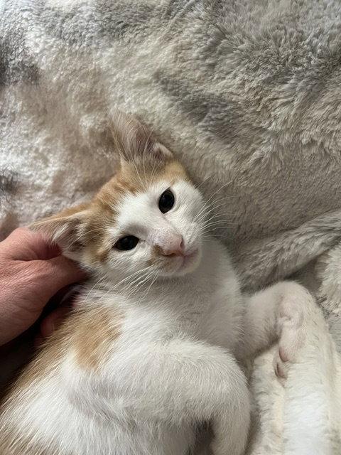 Enlarge Red (Courtesy Post), a Adoptable Domestic Short Hair in San Jose, CA image 1/3