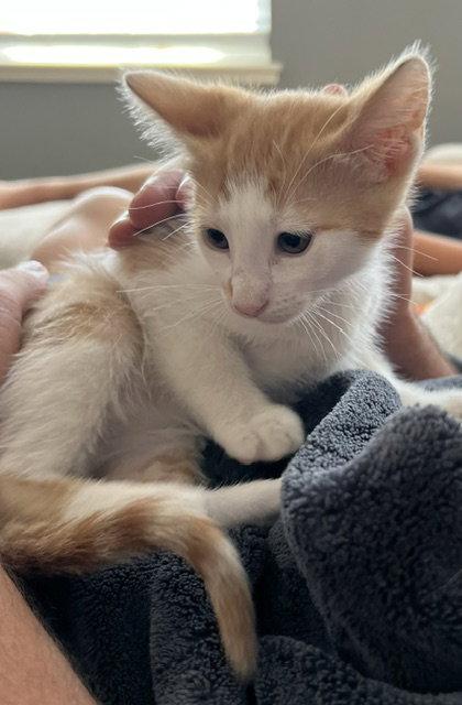Enlarge Red (Courtesy Post), a Adoptable Domestic Short Hair in San Jose, CA image 2/3