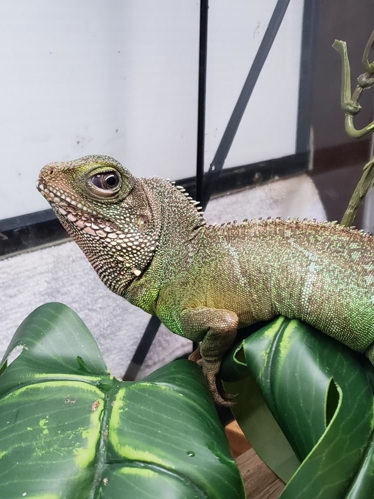 Enlarge Zennyo Ryuo #7359, a Adoptable Water Dragon in Vista, CA image 1/12