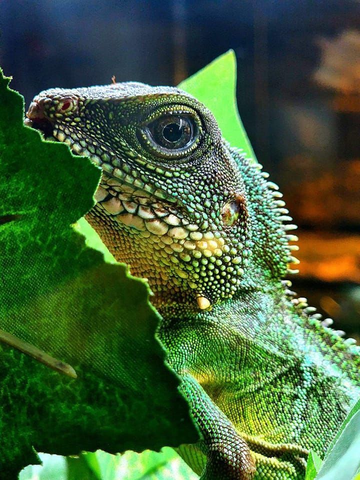 Enlarge Zennyo Ryuo #7359, a Adoptable Water Dragon in Vista, CA image 2/12
