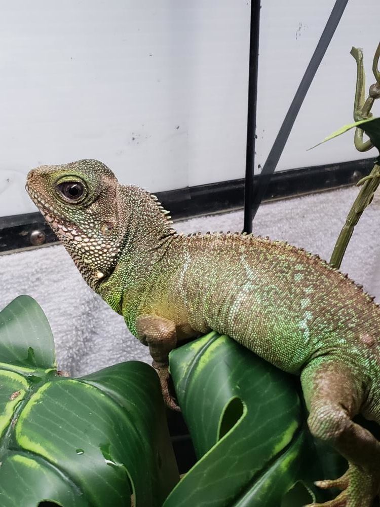 Enlarge Zennyo Ryuo #7359, a Adoptable Water Dragon in Vista, CA image 3/12