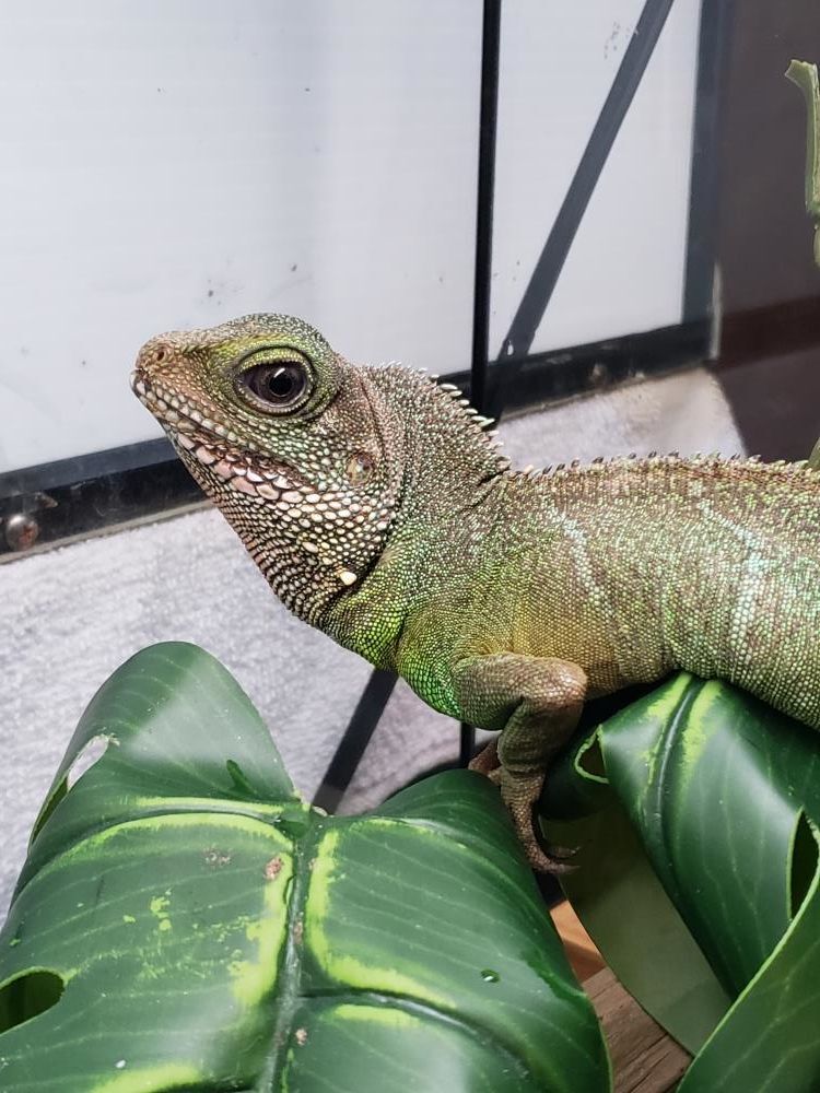 Enlarge Zennyo Ryuo #7359, a Adoptable Water Dragon in Vista, CA image 4/12