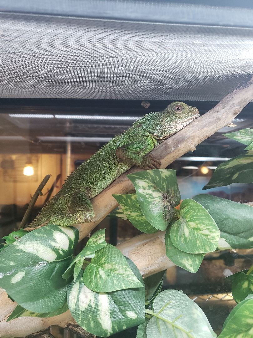 Enlarge Zennyo Ryuo #7359, a Adoptable Water Dragon in Vista, CA image 5/12