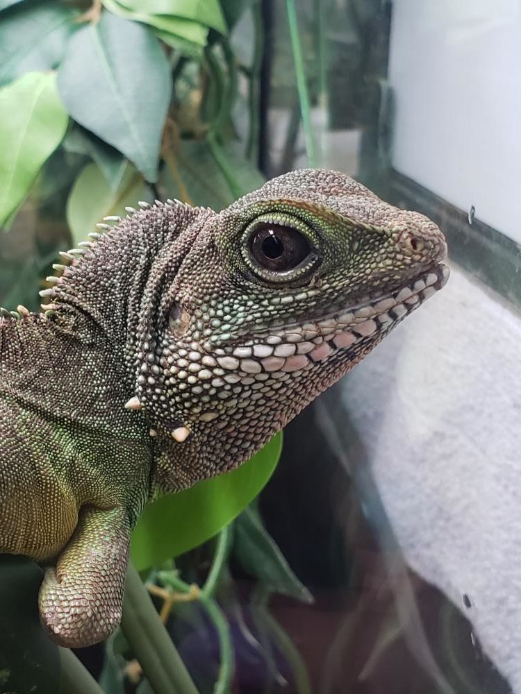 Enlarge Zennyo Ryuo #7359, a Adoptable Water Dragon in Vista, CA image 6/12
