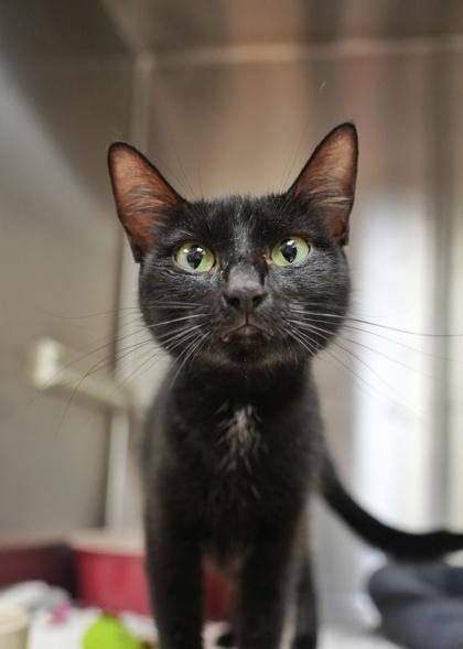 Umami 64625, Adoptable, Adult Female Domestic Short Hair & Domestic Short Hair.