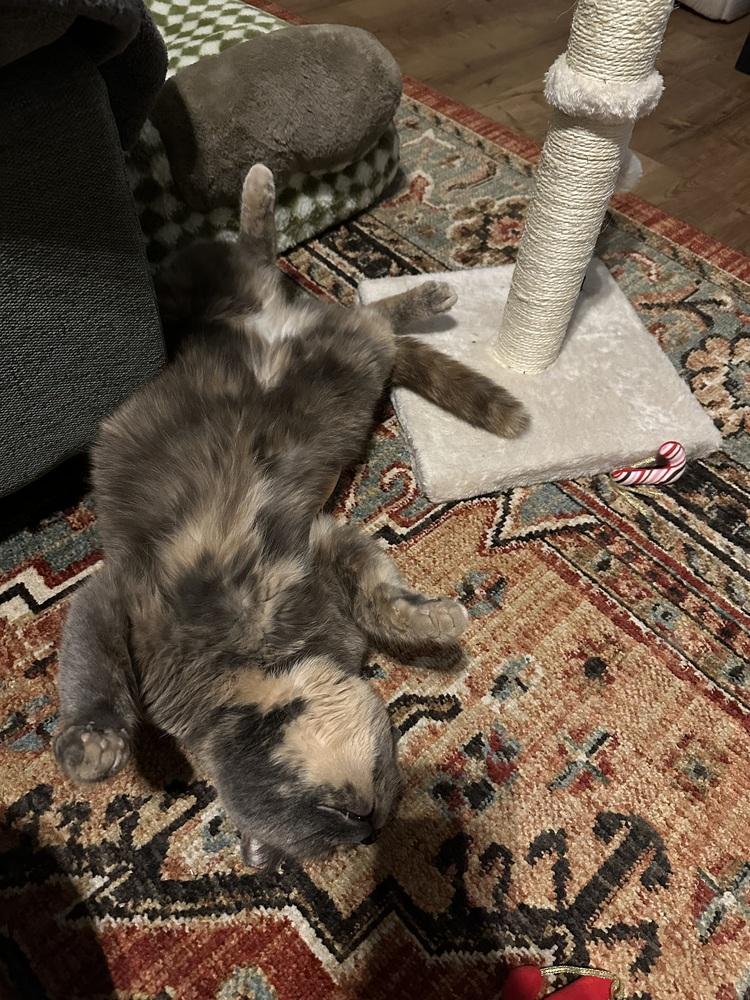 Max, Adoptable, Young Female Domestic Short Hair & Domestic Short Hair.