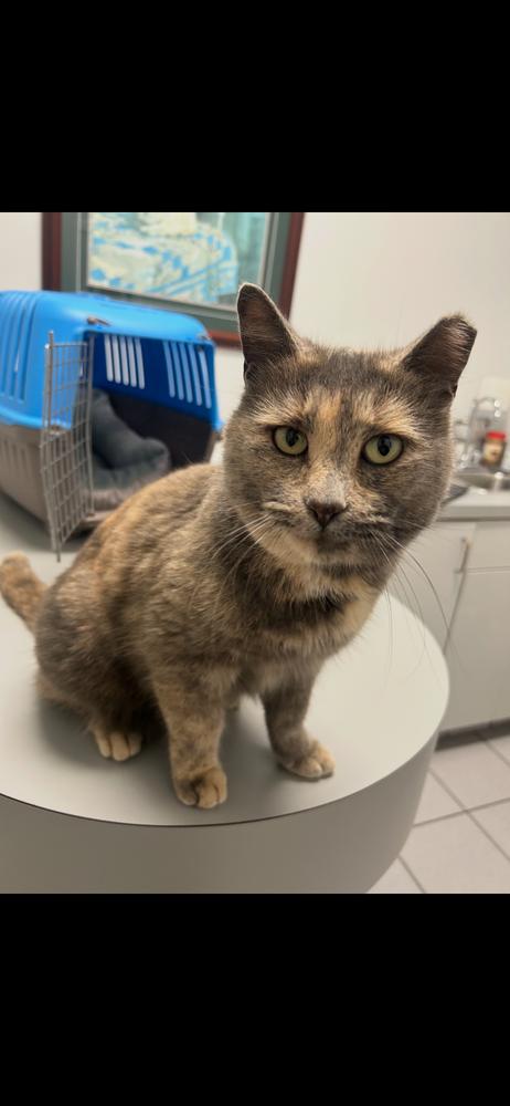 Enlarge Max, a Adoptable mixed breed in Vienna , VA image 2/6