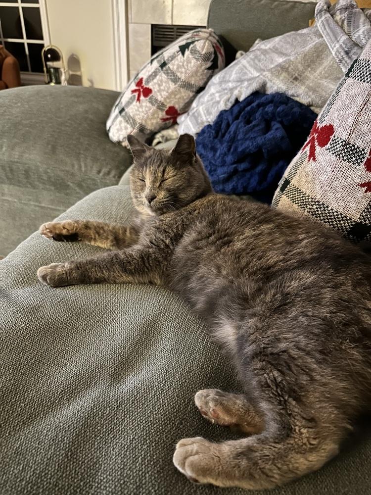 Enlarge Max, a Adoptable mixed breed in Vienna , VA image 4/6