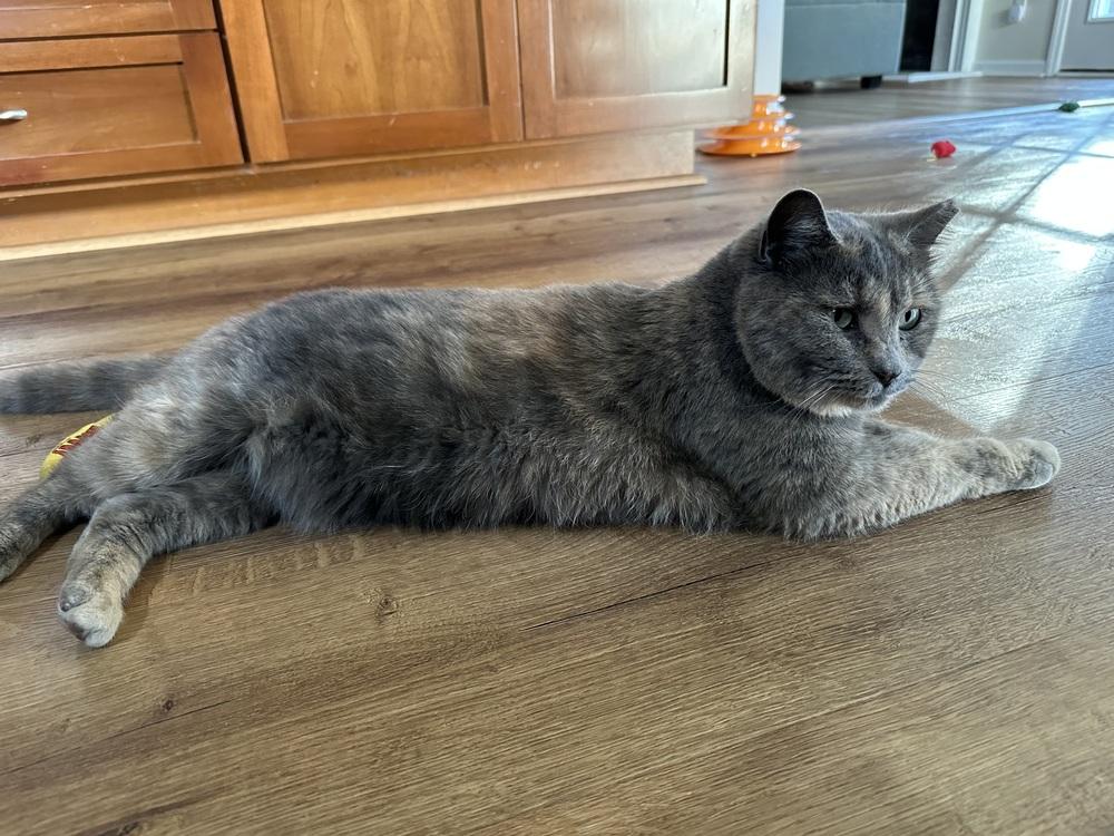 Enlarge Max, a Adoptable mixed breed in Vienna , VA image 6/6