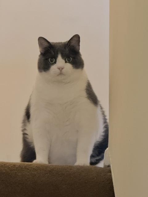 Robbie-Urgent/Sponsored, ADOPTABLE, Adult Male Domestic Short Hair.