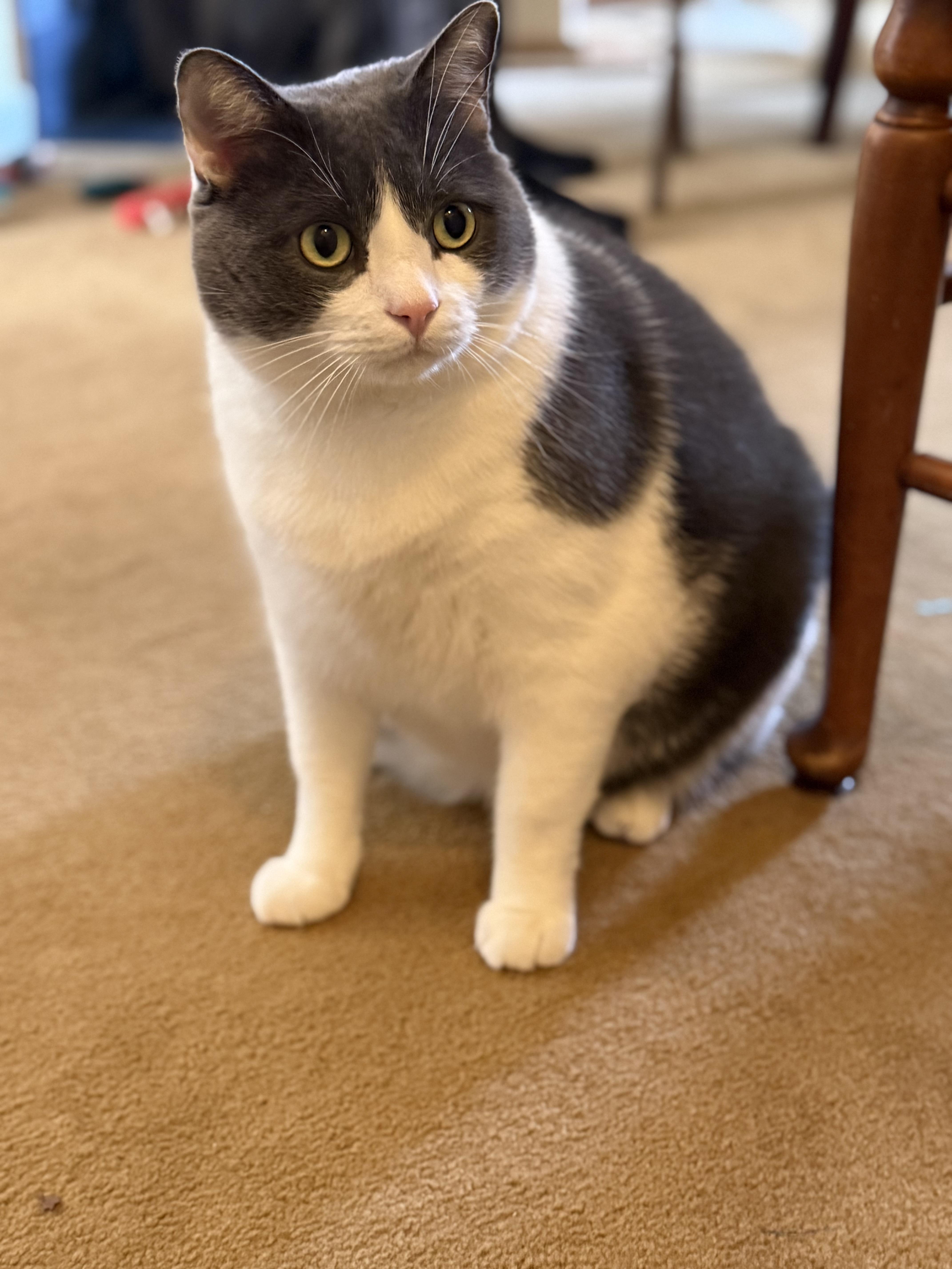 Enlarge Robbie-Urgent/Sponsored, a ADOPTABLE Domestic Short Hair in Arlington, VA image 2/6