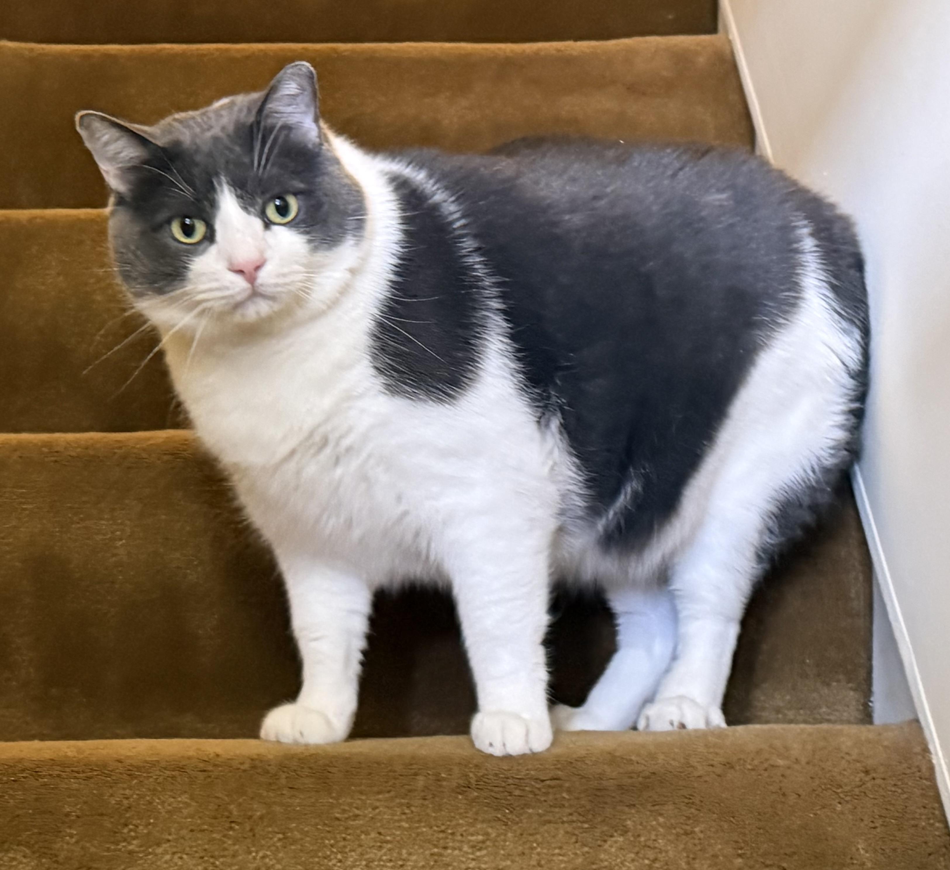 Enlarge Robbie-Urgent/Sponsored, a ADOPTABLE Domestic Short Hair in Arlington, VA image 3/6