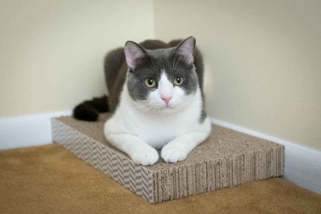 Enlarge Robbie-Urgent/Sponsored, a ADOPTABLE Domestic Short Hair in Arlington, VA image 4/6