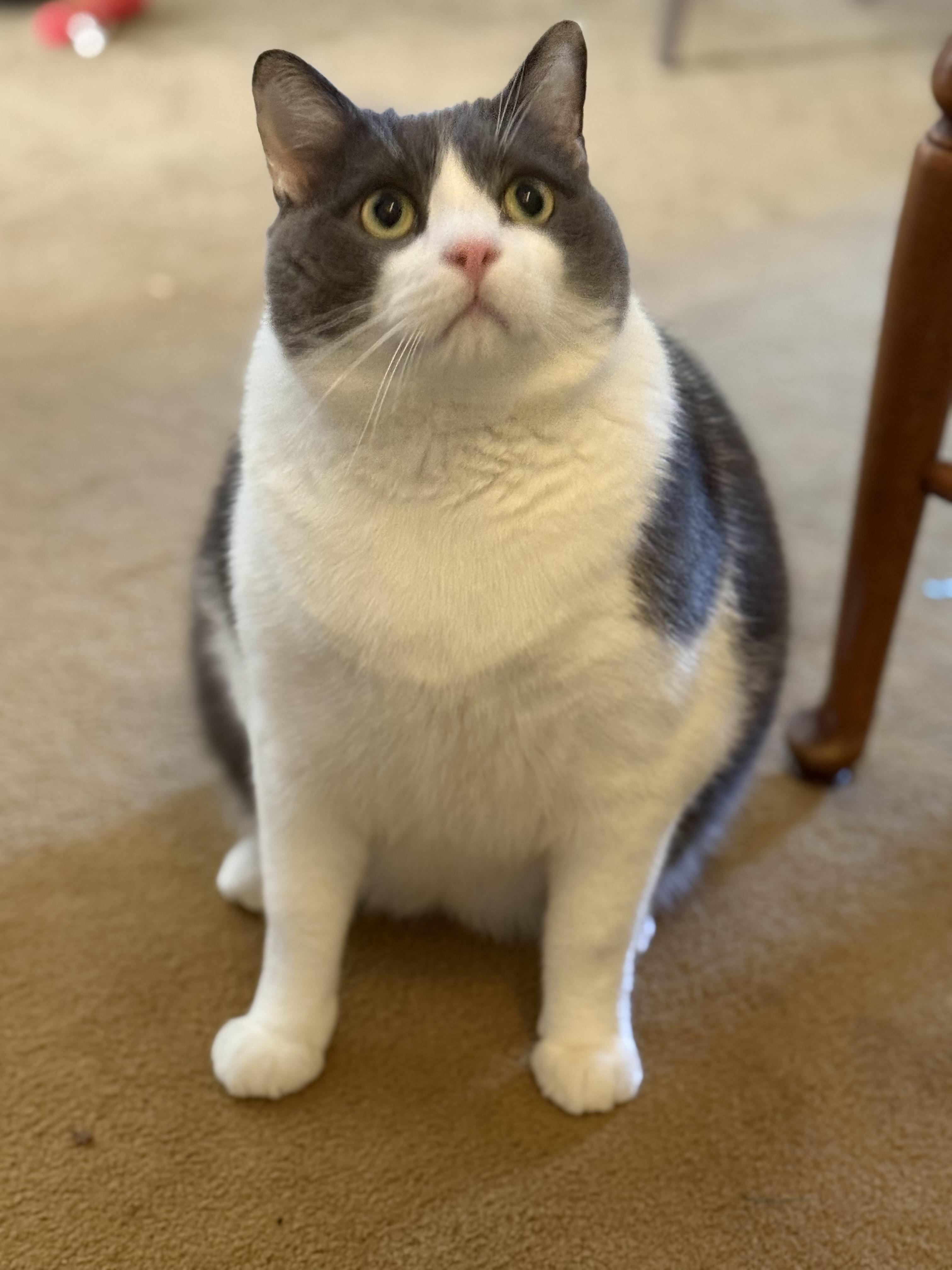 Enlarge Robbie-Urgent/Sponsored, a ADOPTABLE Domestic Short Hair in Arlington, VA image 5/6