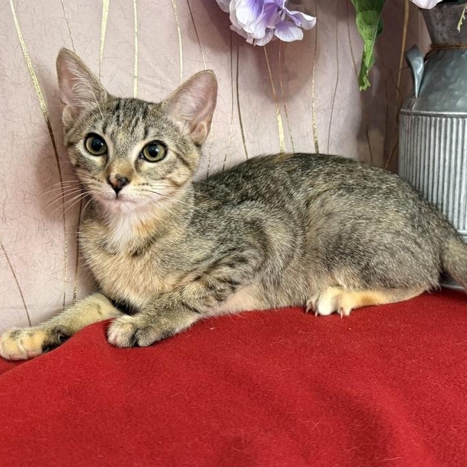 Enlarge Harlie, a Adoptable Domestic Short Hair in Albany, NY image 5/6