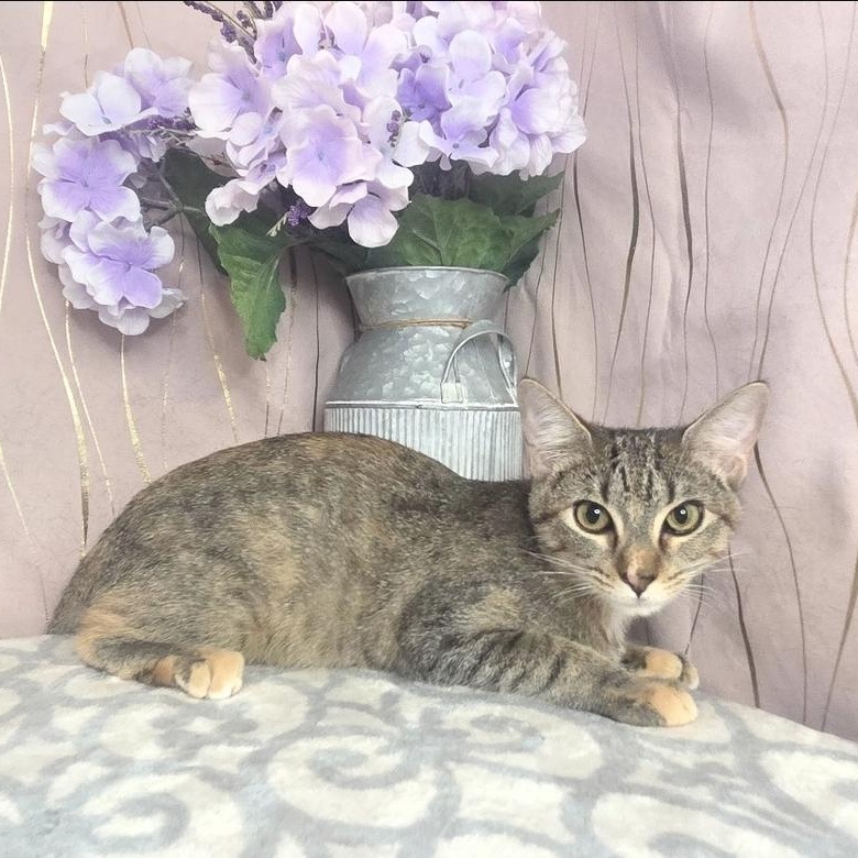 Enlarge Harlie, a Adoptable Domestic Short Hair in Albany, NY image 4/6