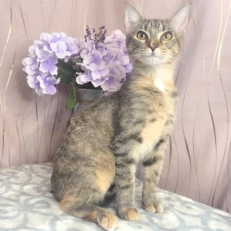 Harlie, Adoptable, Kitten Female Domestic Short Hair.