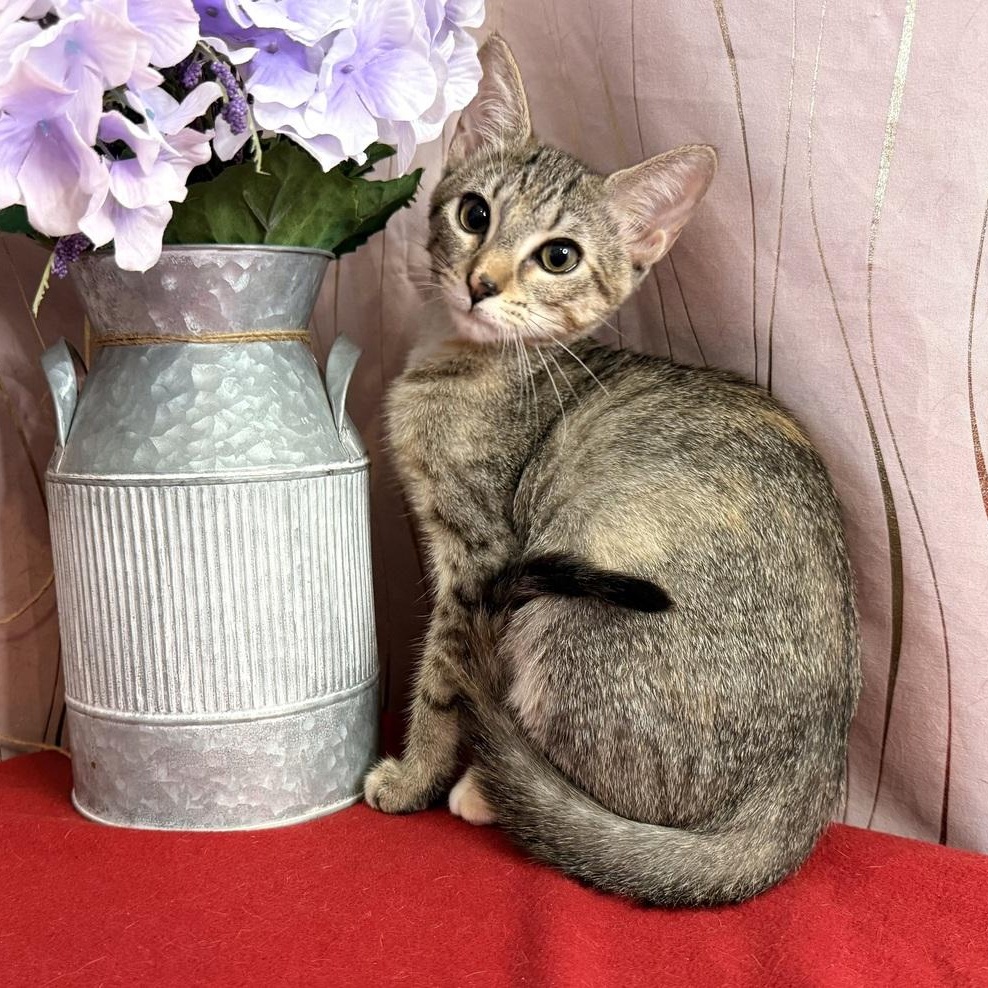 Enlarge Harlie, a Adoptable Domestic Short Hair in Albany, NY image 6/6