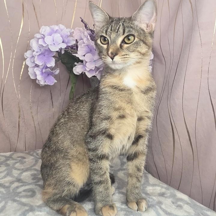 Enlarge Harlie, a Adoptable Domestic Short Hair in Albany, NY image 3/6