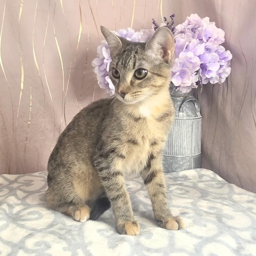 Enlarge Harlie, a Adoptable Domestic Short Hair in Albany, NY image 2/6