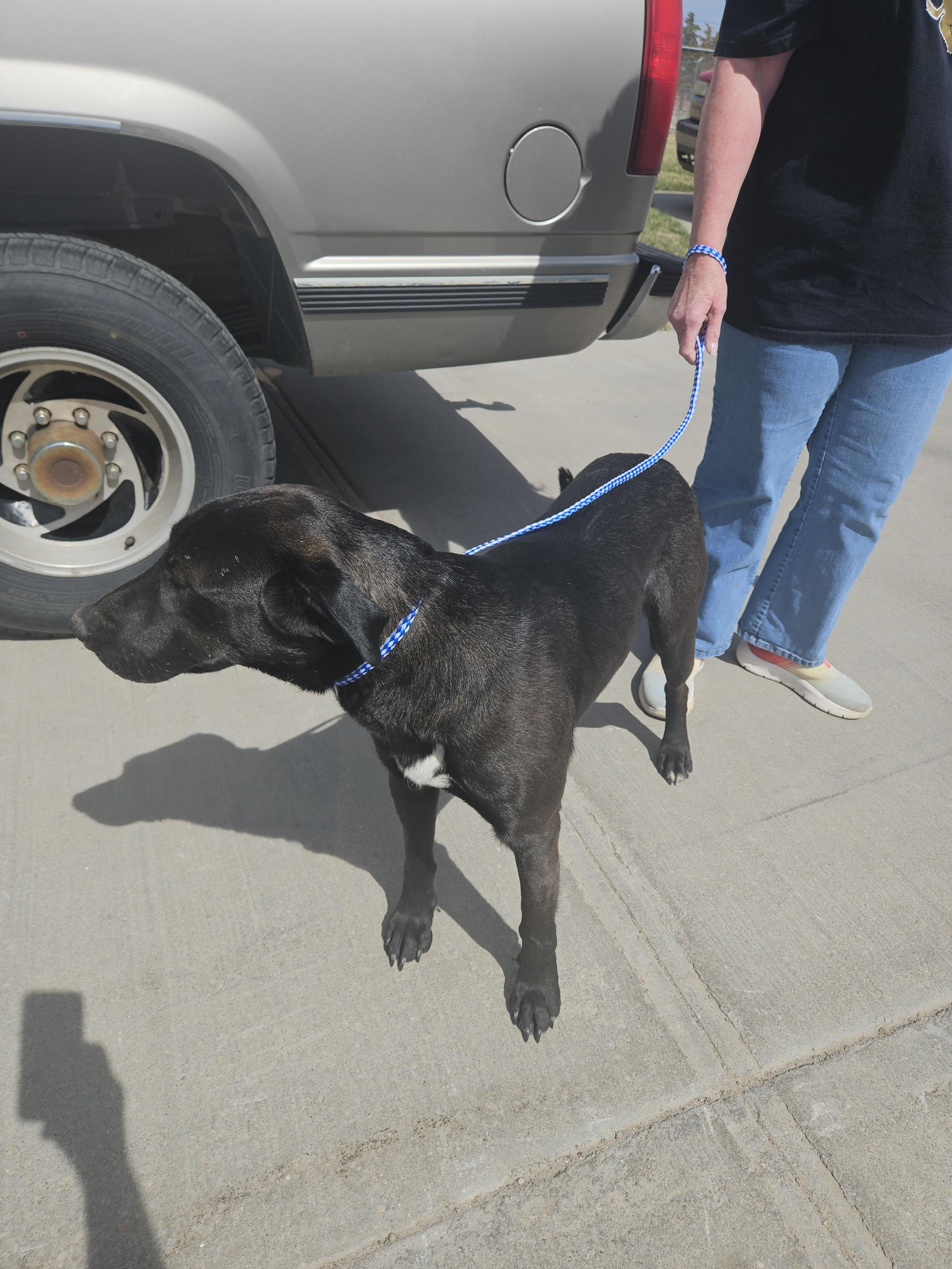 Koda, Adoptable, Young Male Black Labrador Retriever.