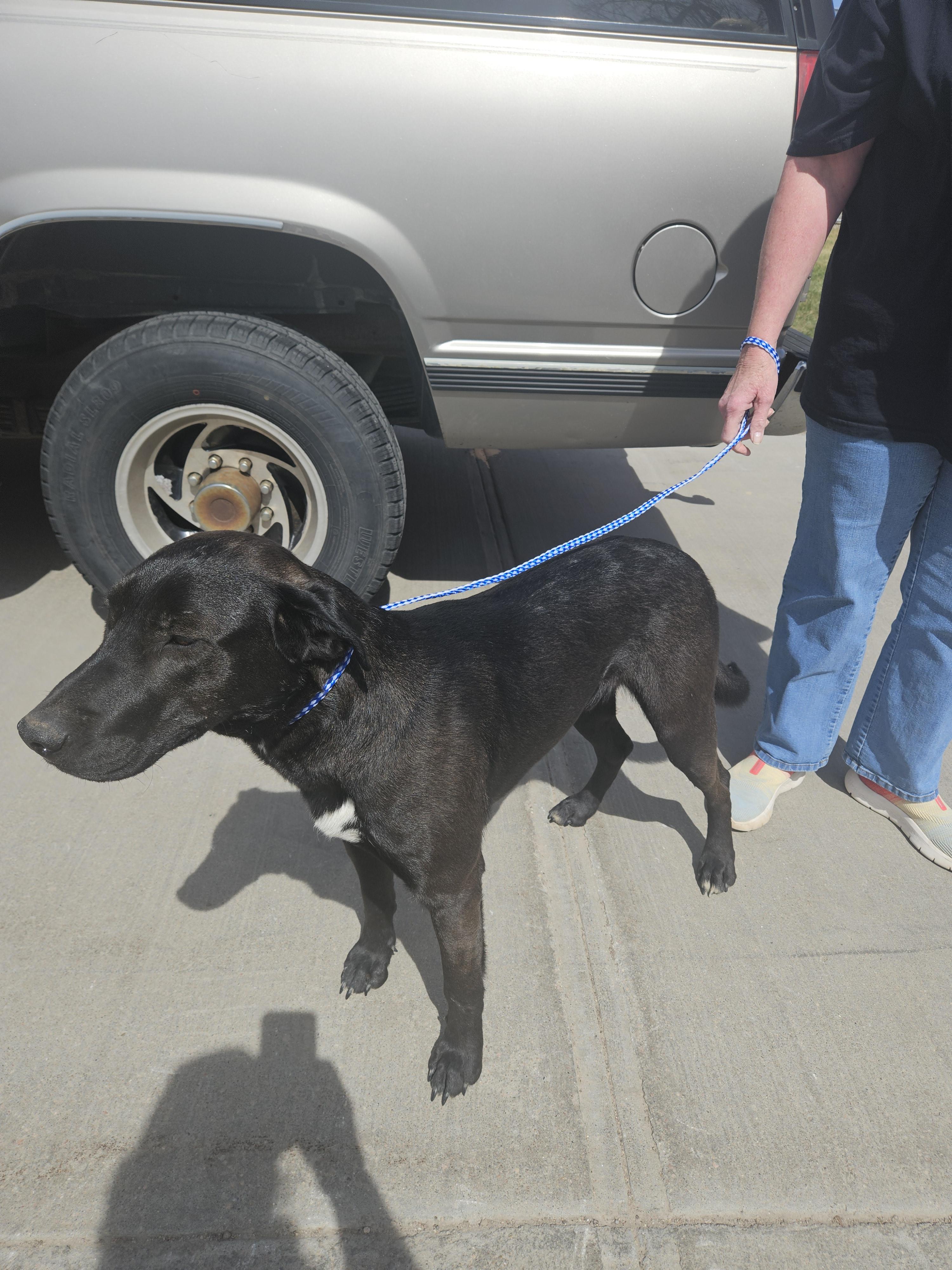 Koda, a Adoptable mixed breed in Norton, KS image 2/4